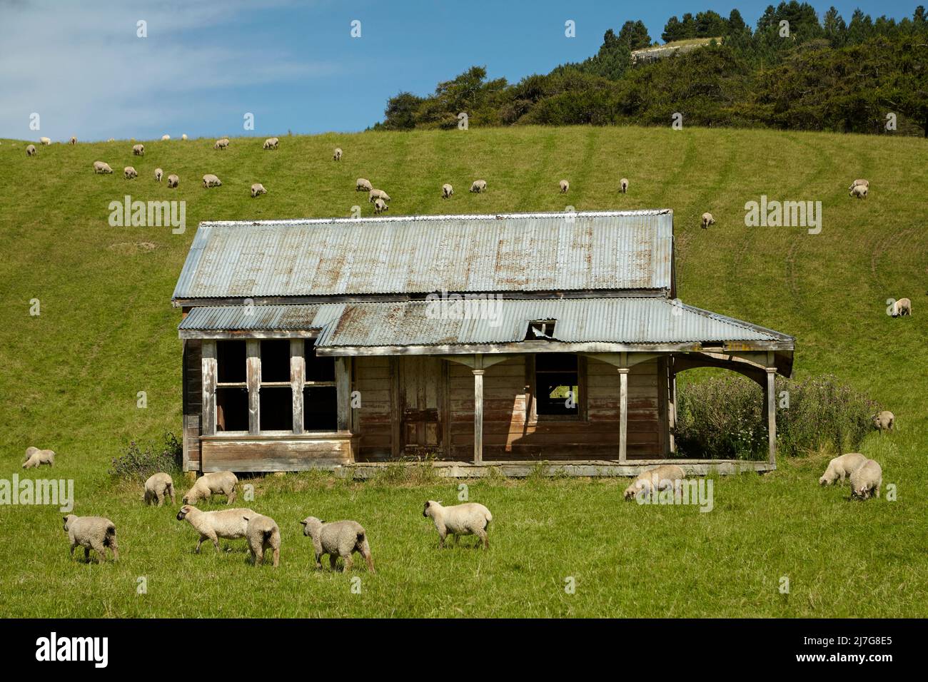 Verarmtes Haus, Schafe und Ackerland, in der Nähe von Tokarahi, Nord-Otago, Südinsel, Neuseeland Stockfoto