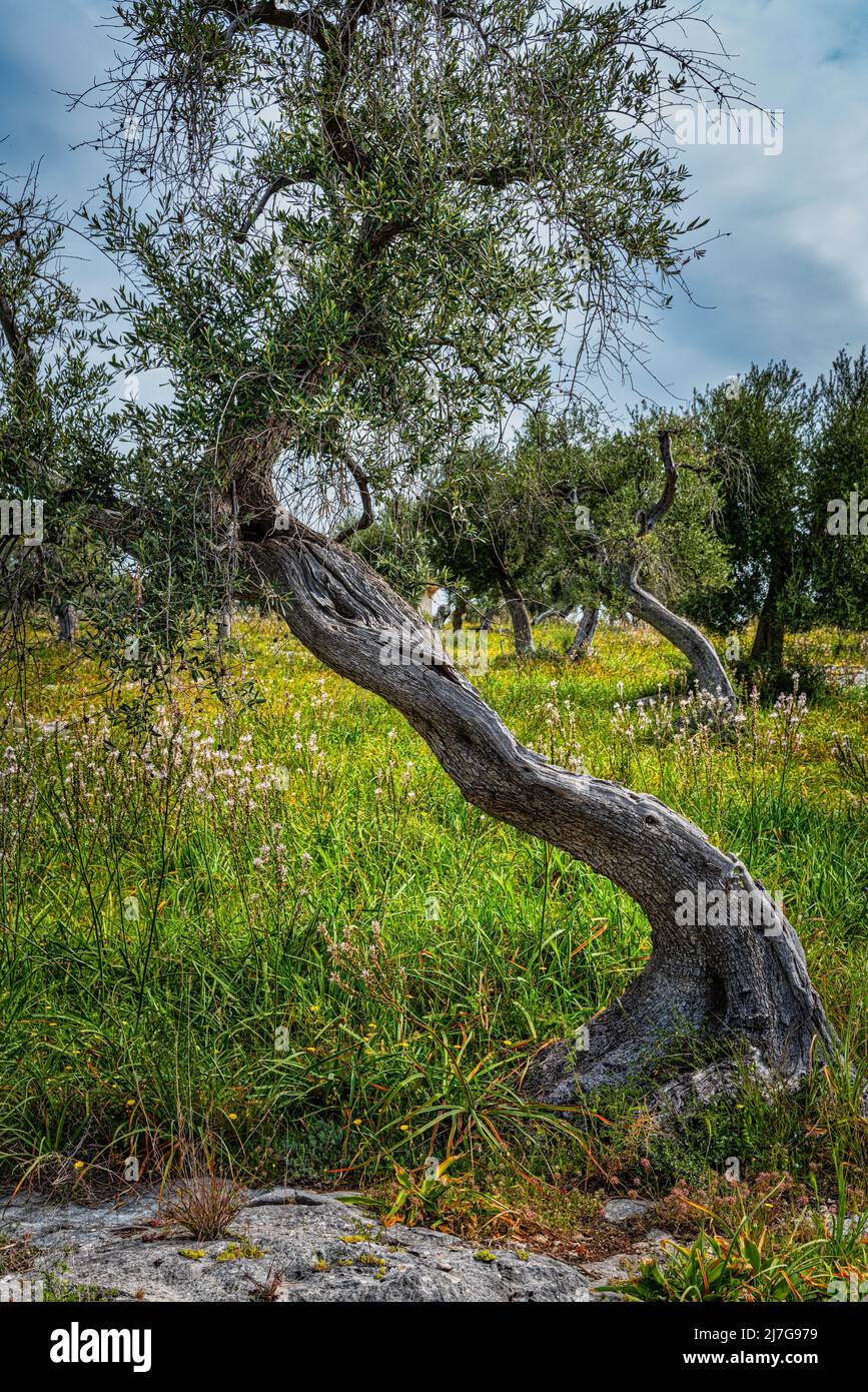 Weltlicher Olivenbaum in einem alten Olivenhain. Provinz Foggia, Apulien, Italien, Europa Stockfoto