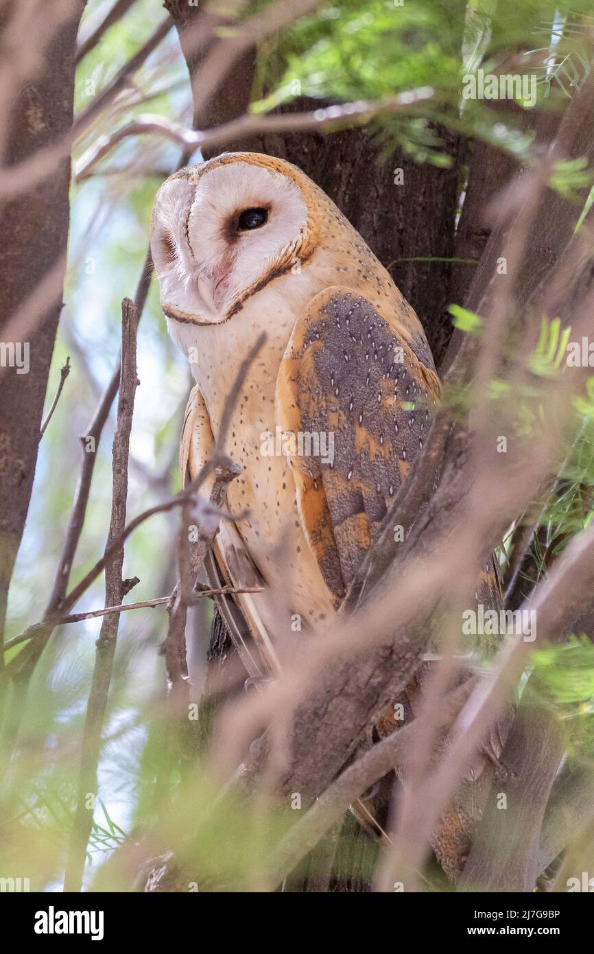 Die Western Barn Owl (Tyto alba) brüllt in einem Baum im Nossob Camp, im Kgalagadi Transfrontier Park, Kalahari, Nordkap, Südafrika Stockfoto