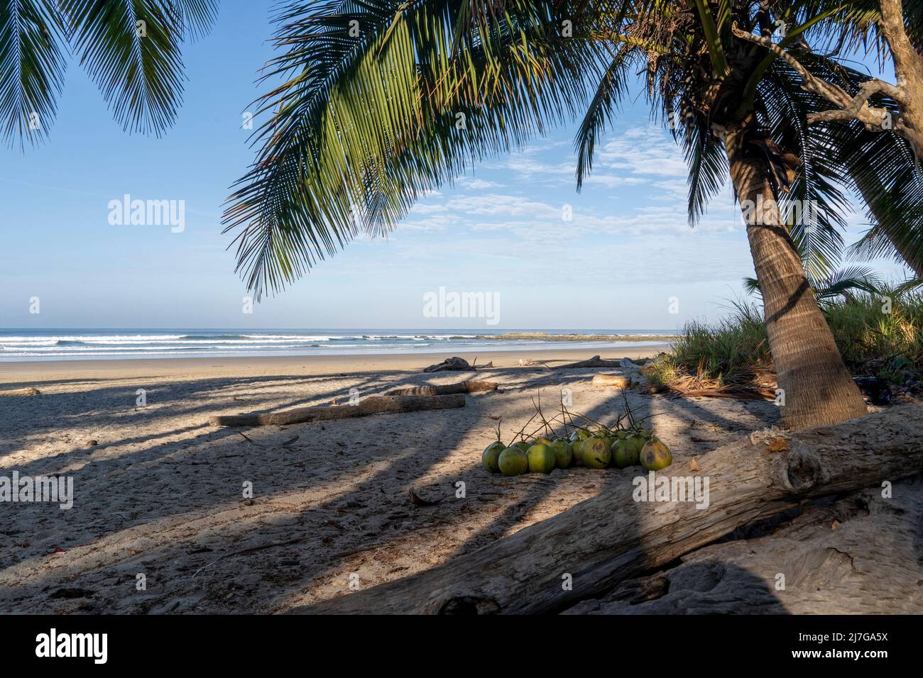 Strand und Wellen am wunderschönen Playa Hermosa. Kokosnuss für Kokoswasser unter der Palme. Santa Teresa, Costa Rica. Stockfoto