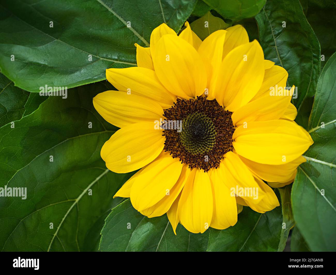 Nahaufnahme der frischen gelben Sonnenblumenblume und ihrer grünen Blätter am Marktstand vor dem Urlaub Stockfoto