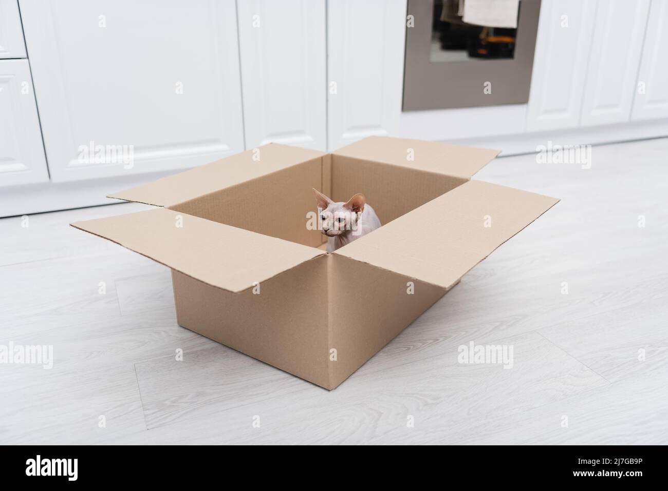 Sphynx Katze sitzt in Karton in der Küche Stockfoto