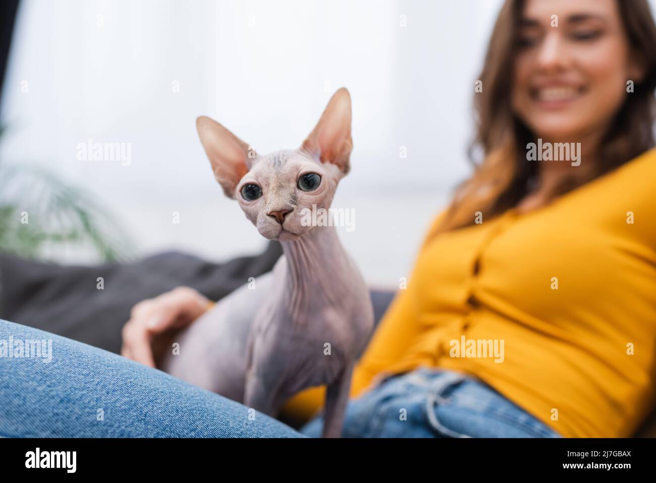 Sphynx Katze sitzt auf verschwommene Frau zu Hause Stockfoto