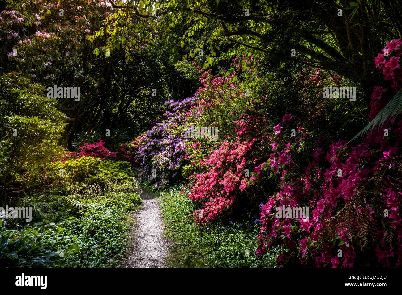 Blühende Azaleen-Sträucher wachsen neben einem Fußweg im wilden subtropischen Penjjick Garden in Cornwall.; Penjerrick Garden wird als Cornwalls anerkannt Stockfoto