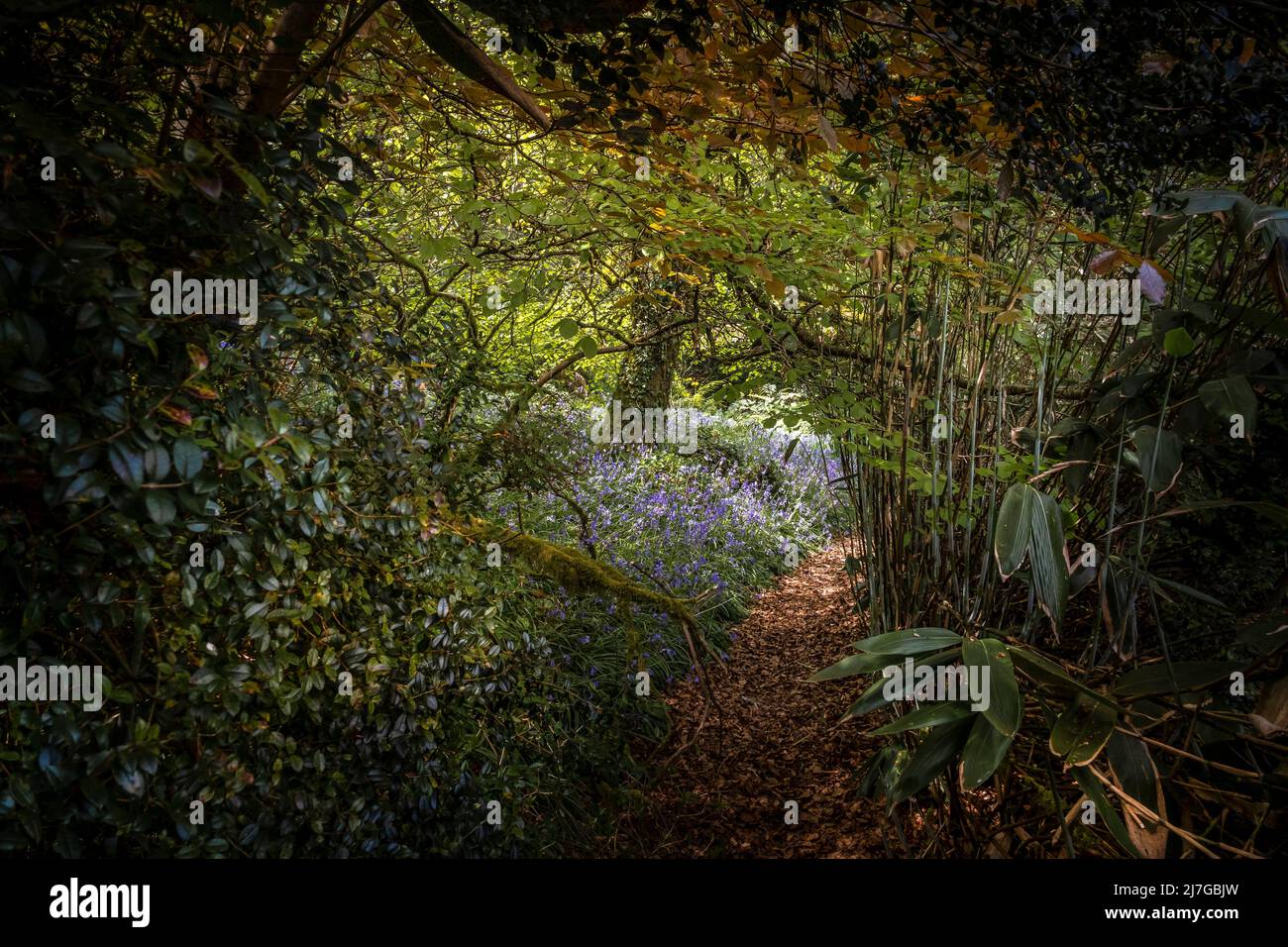 Bluebells wachsen in der Nähe eines Fußweges im wilden subtropischen Penjjick Garden in Cornwall. Penjerrick Garden gilt als echter dschungelgard von Cornwalls Stockfoto
