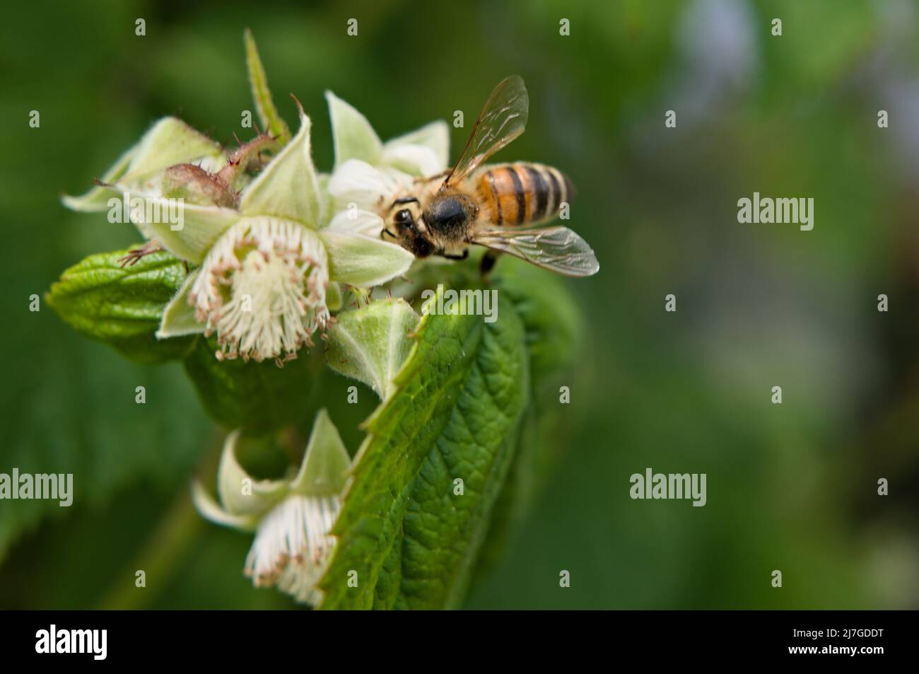 Biene auf blühender Himbeere Stockfoto