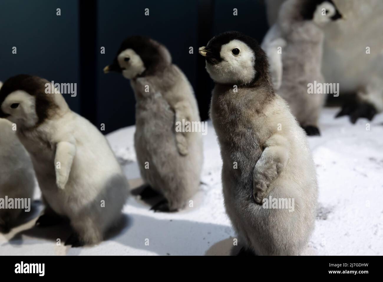Kleine Kaiserpinguine aus der Nähe im Schnee, Wildtiere. Stockfoto