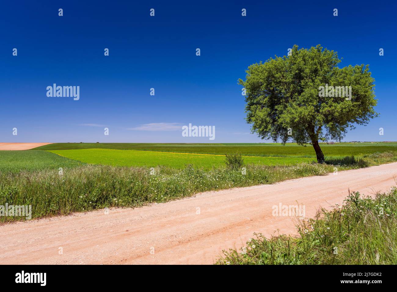 Ländliche Landschaft im Frühling, Castilla-La Mancha, Spanien Stockfoto