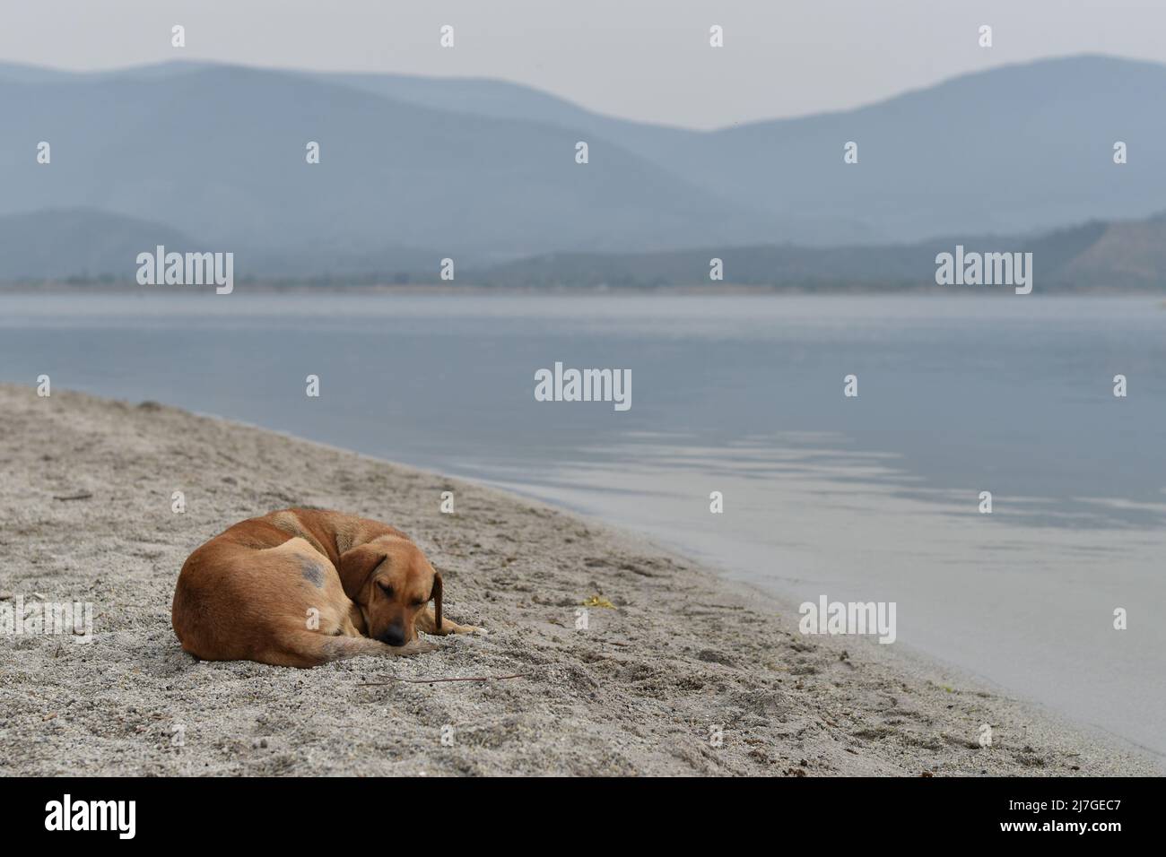 Straßenhund, der am Ufer des Bafa-Sees in der Westtürkei schläft Stockfoto