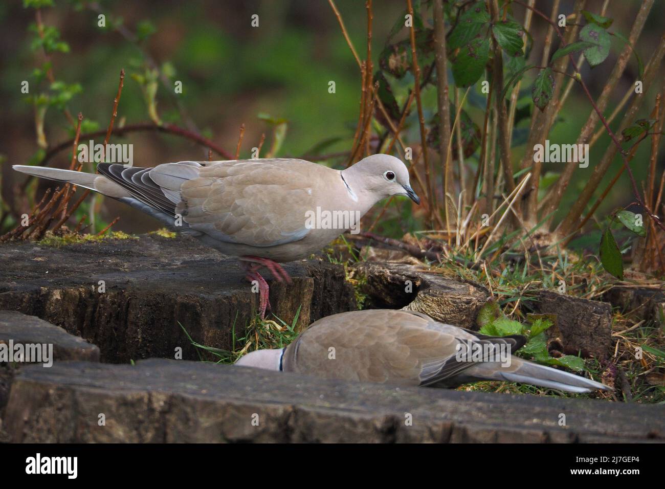 Ein Paar eurasische Halsbandtauben (Streptopelia Decaocto), die in einem alten Baumstumpf im Wald nach Nahrung futterieren. Stockfoto