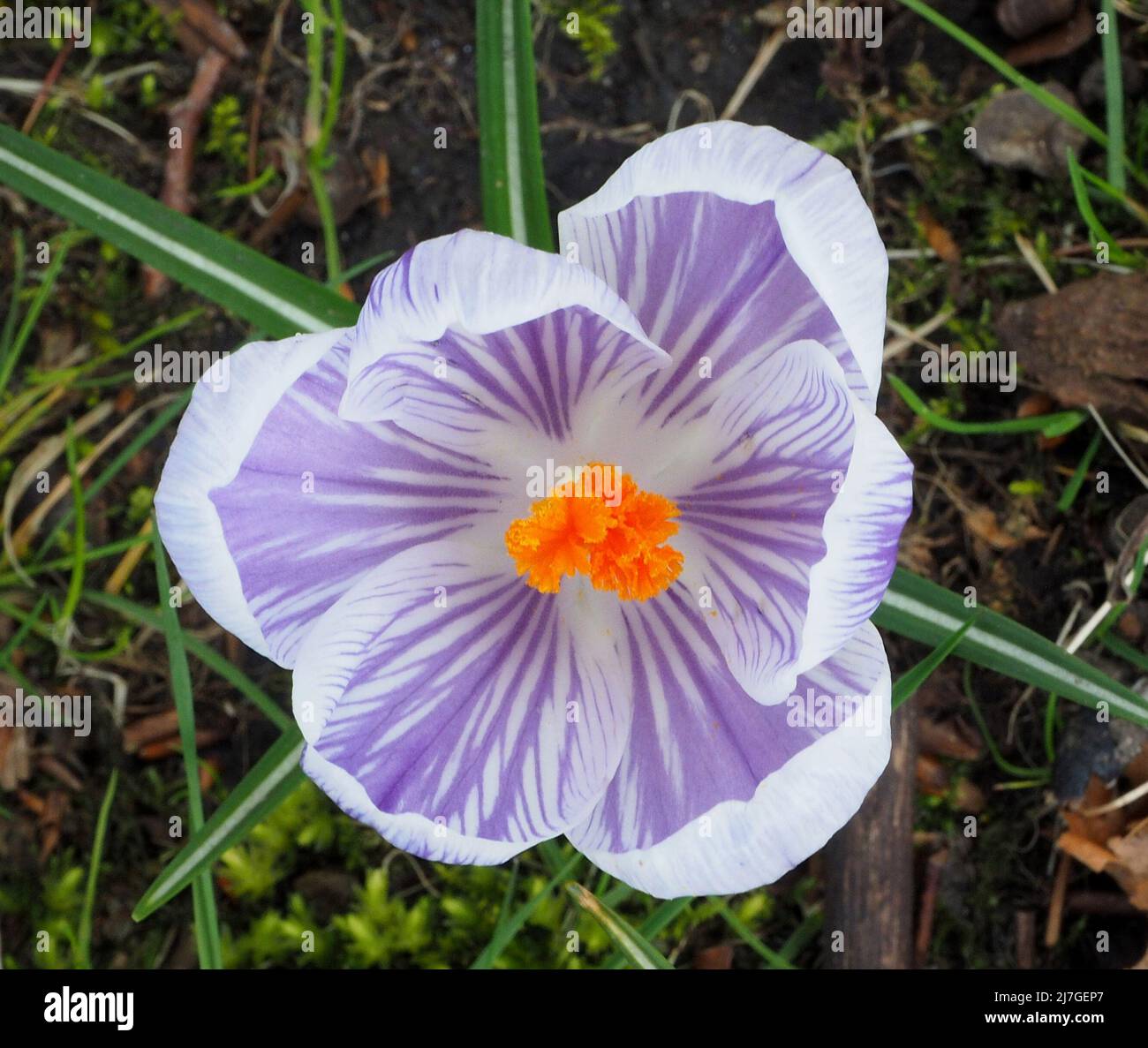 Makroaufnahme eines violetten und weißen Krokus, der Anfang April blüht. Stockfoto