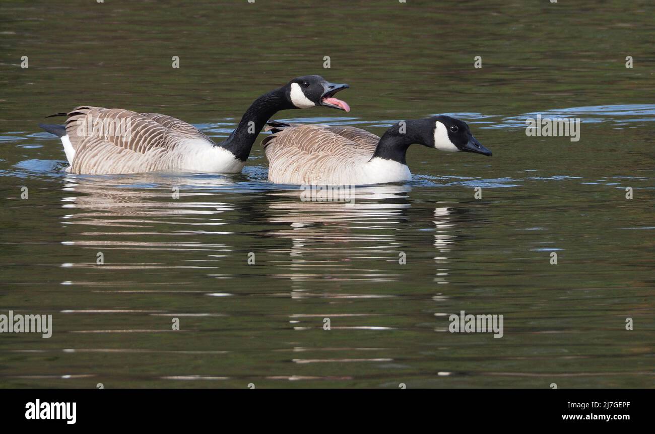 Kanadagänse (branta canadensis) auf einem See im April - Lancashire, England, mit dem Männchen, das hupt, um andere Männchen von seinem Weibchen fernzuhalten. Stockfoto