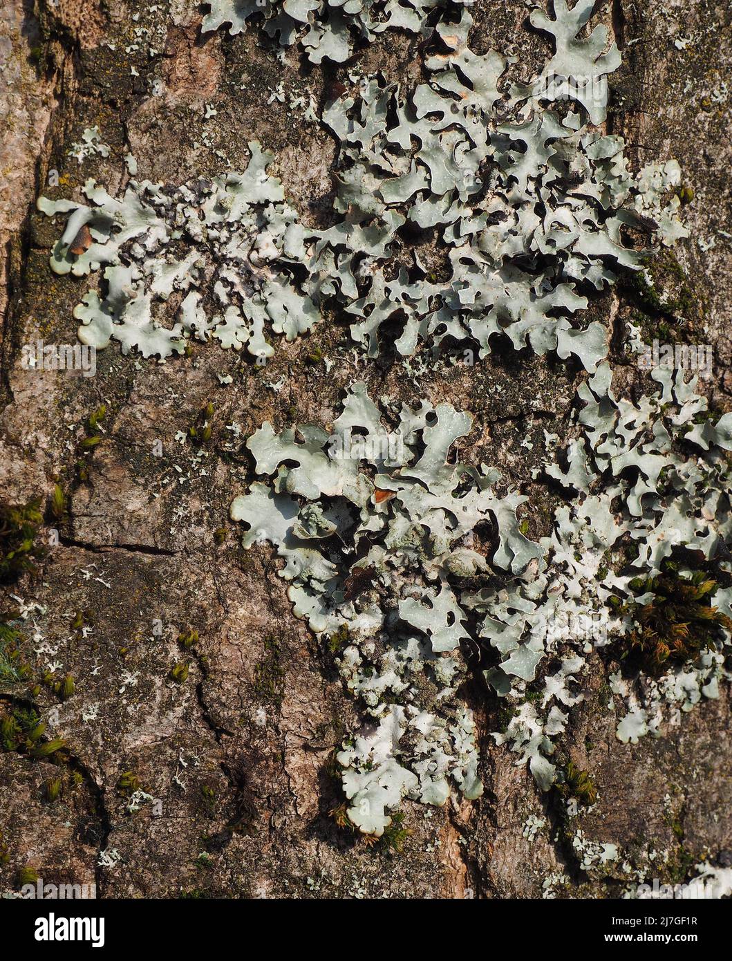 Flechten, die auf der Rinde eines reifen Baumes in einem Wald in Lancashire, England, Großbritannien, wächst. Stockfoto