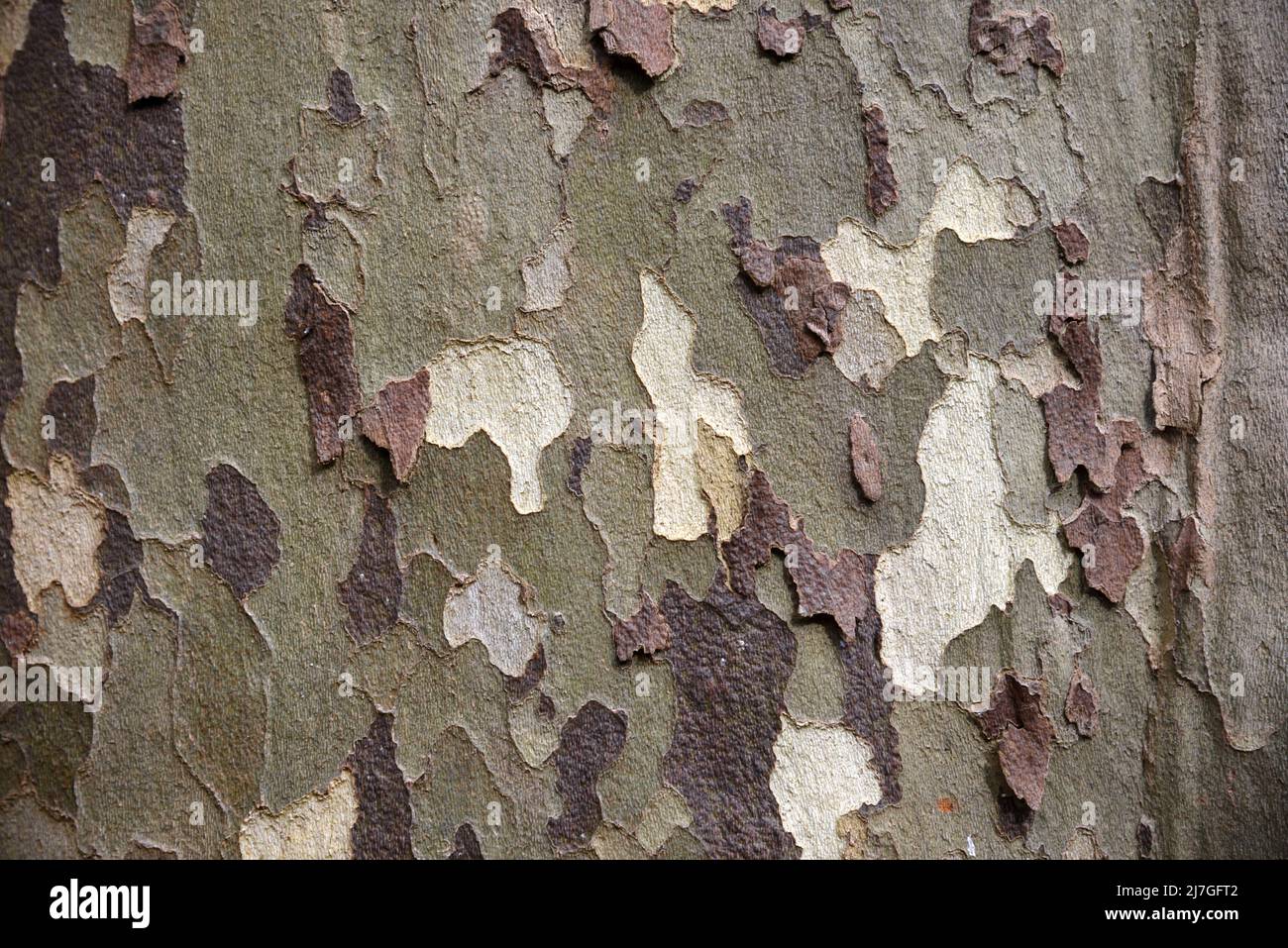 Tarnmuster des Schälbarks des gewöhnlichen Ebenenbaums, Platanus x acerifolia oder Platanus x hispanica oder hybrider Ebenenbaum Stockfoto