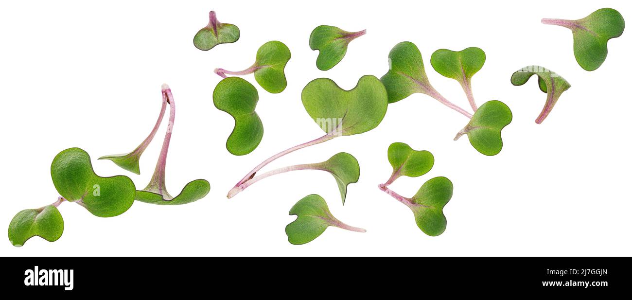 Rettich mikrogrüne Blätter, junge Sprossen isoliert auf weißem Hintergrund Stockfoto