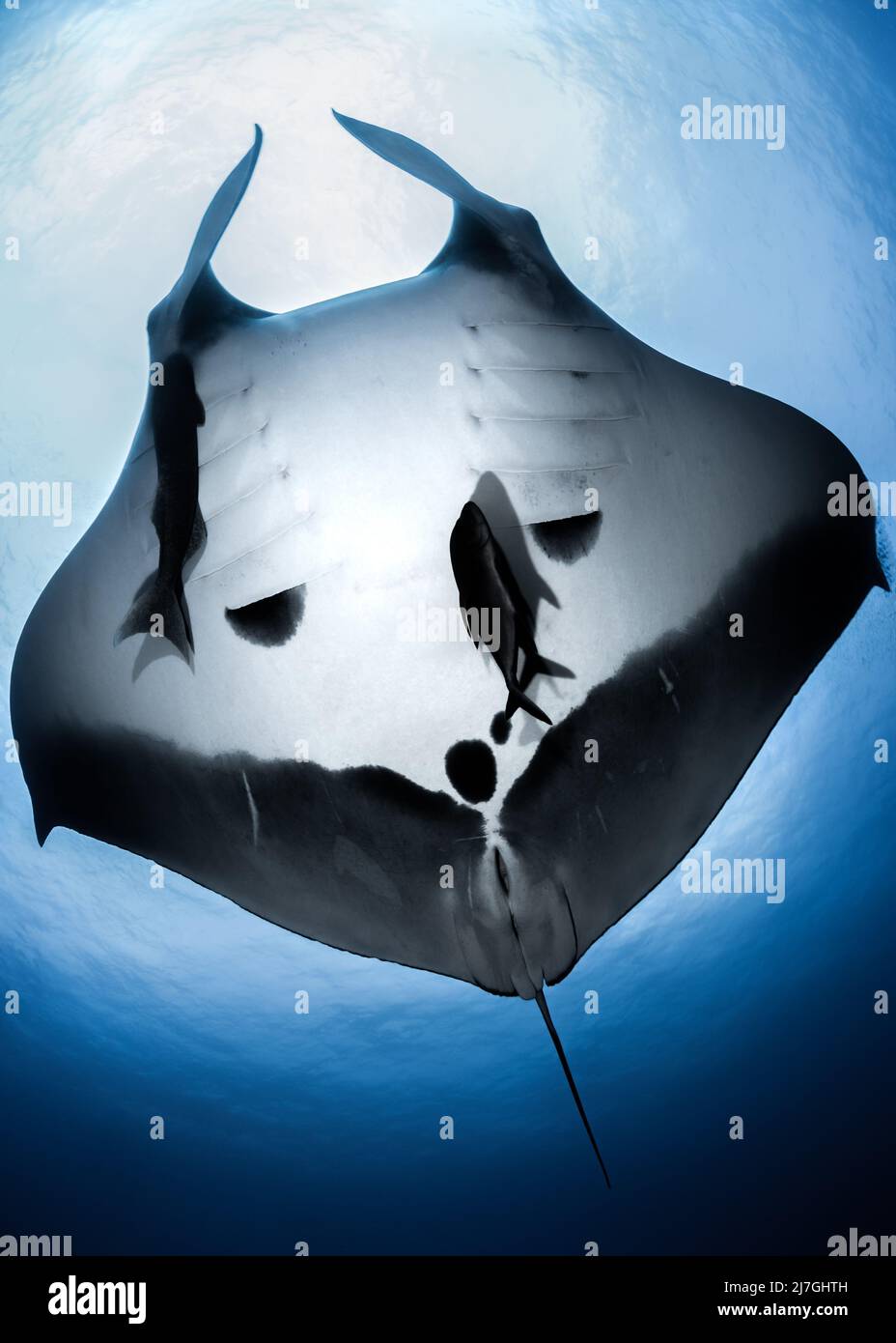 Riesiger ozeanischer Manta Ray (Mobula birostris) über dem Revillagigedo Archipel, Pazifischer Ozean, Mexiko Stockfoto