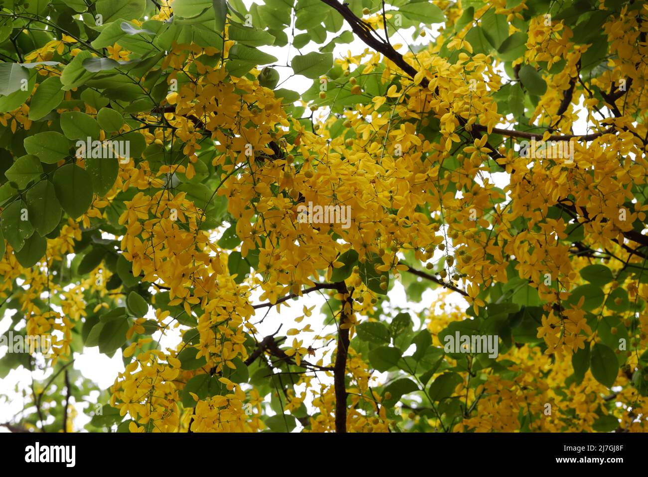 Sonalu Dhaka, Bangladesch - 09. Mai 2022: Eine Sonalu-Blume oder eine goldene ...