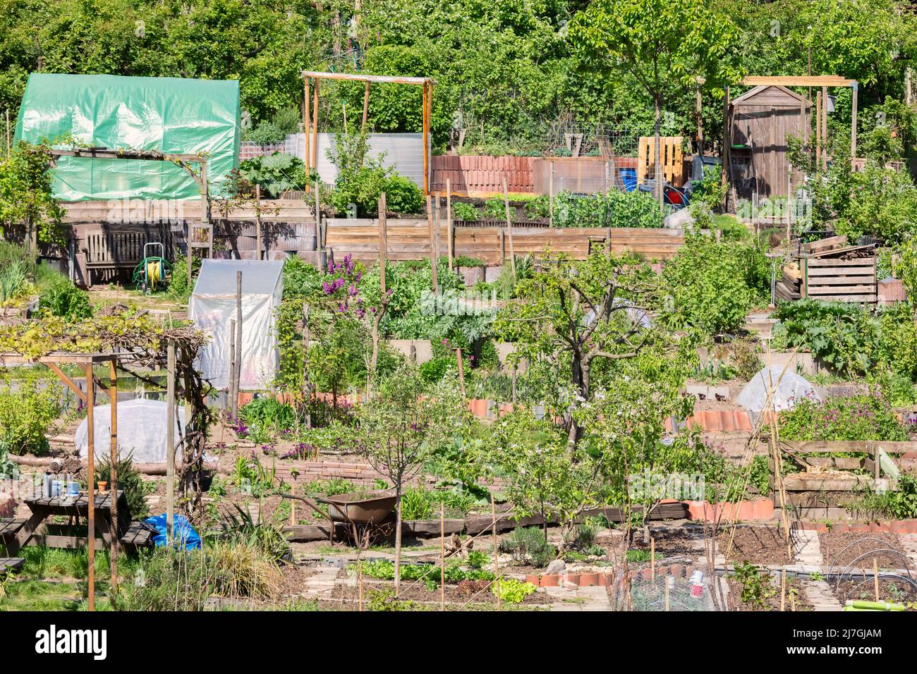 Niederländische sonnige Gemeinschaftszuteilung Gärten mit Gemüse auf einem kleinen Hügel in Arnhem, Niederlande Stockfoto
