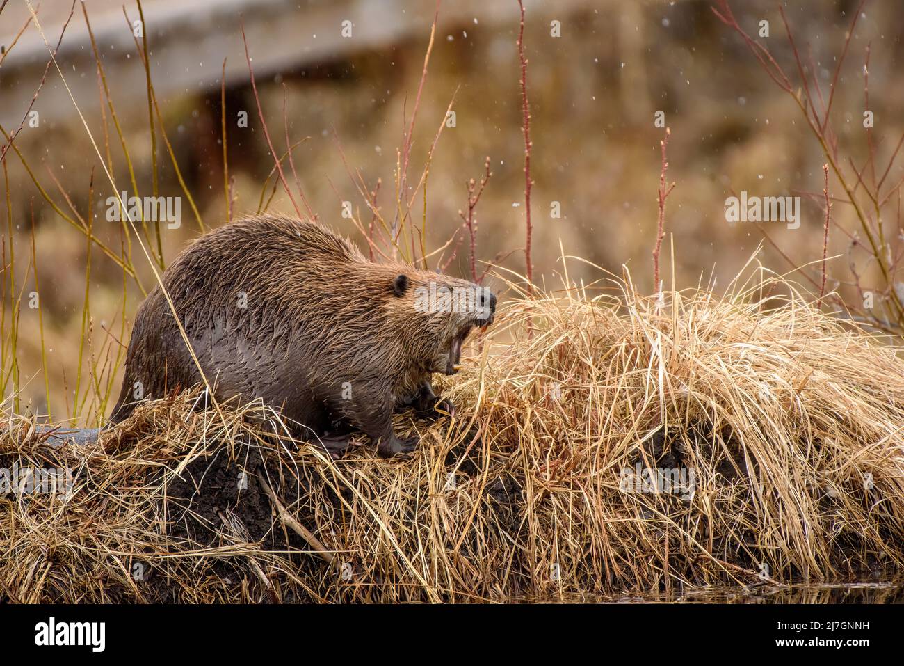 Ein großer Cast canadensis Biber, der auf einem grasbewachsenen Ufer des Teiches gähnend ist Stockfoto