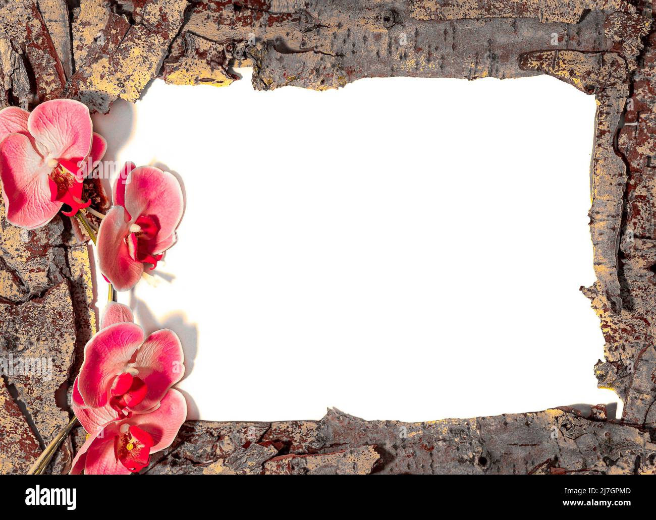 Rinde und Blumen Bilderrahmen Hintergrund auf weiß Stockfoto