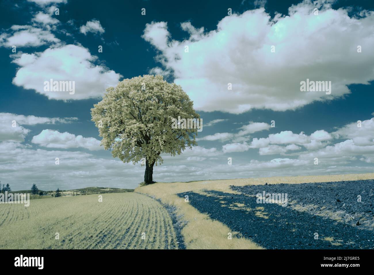 Infrarotlandschaft mit leuchtend weißer Vegetation mit 720-nm-Filter, surreale Naturszene mit Bäumen und Hügeln in Falschfarben-Fotografie Stockfoto