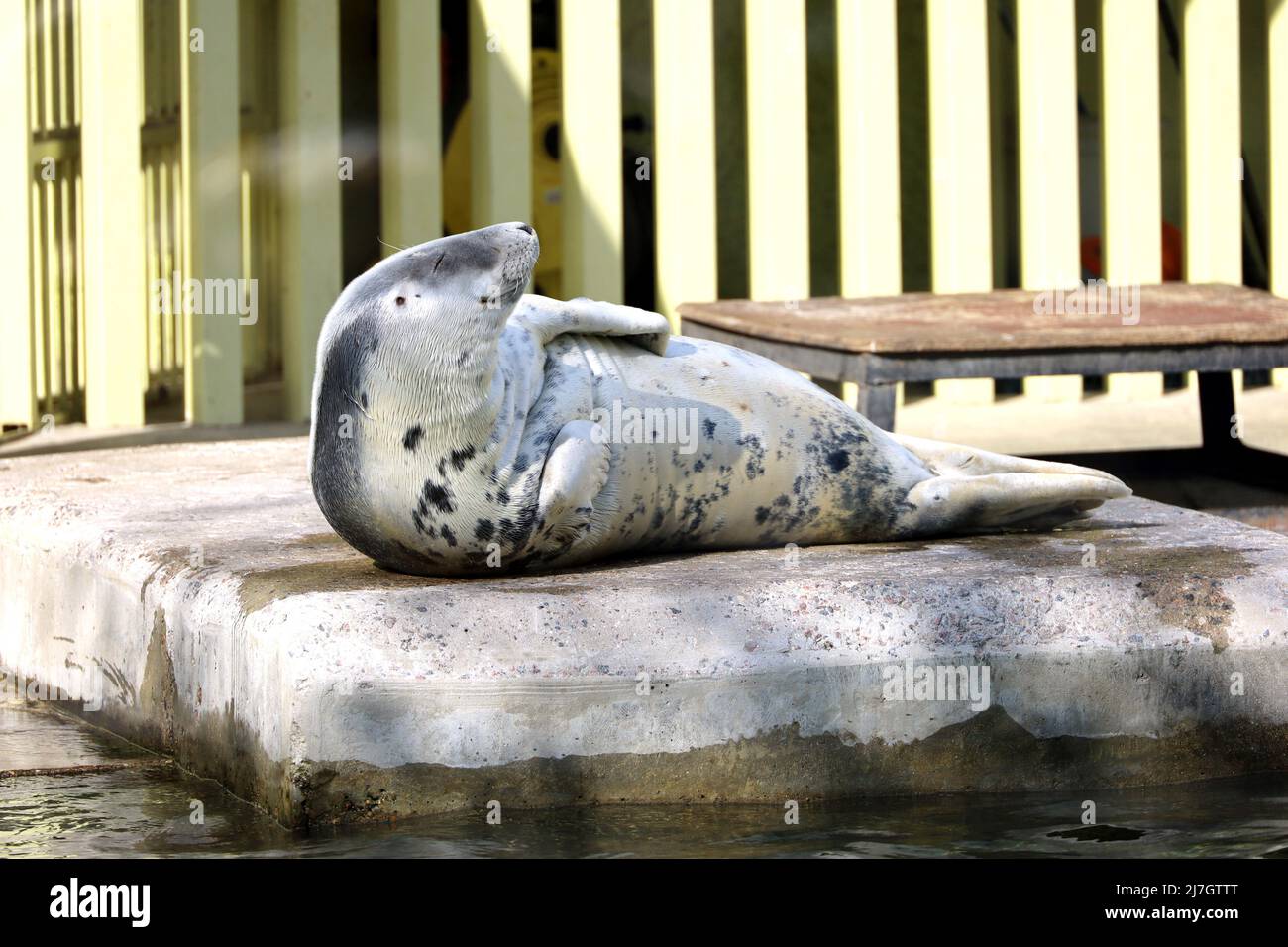 Graue Robbe, die auf einer Steinplatte im Zoo ruht. Halichoerus grypus liegt in der Sonne, Konzept des Lebens zu genießen Stockfoto