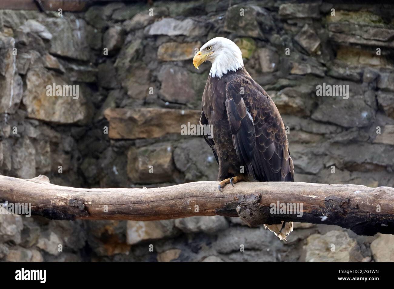 Weißkopfseeadler sitzt auf einem Baumstamm auf Steinmauer Hintergrund. Nationales Symbol der Vereinigten Staaten Stockfoto