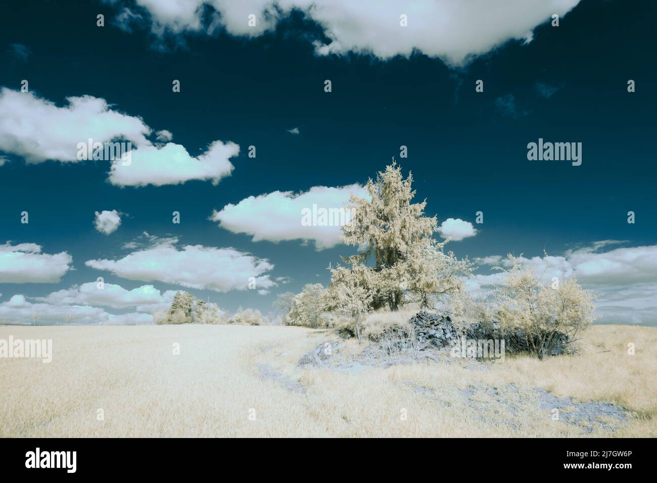 Infrarotlandschaft mit leuchtend weißer Vegetation mit 720-nm-Filter, surreale Naturszene mit Bäumen und Hügeln in Falschfarben-Fotografie Stockfoto