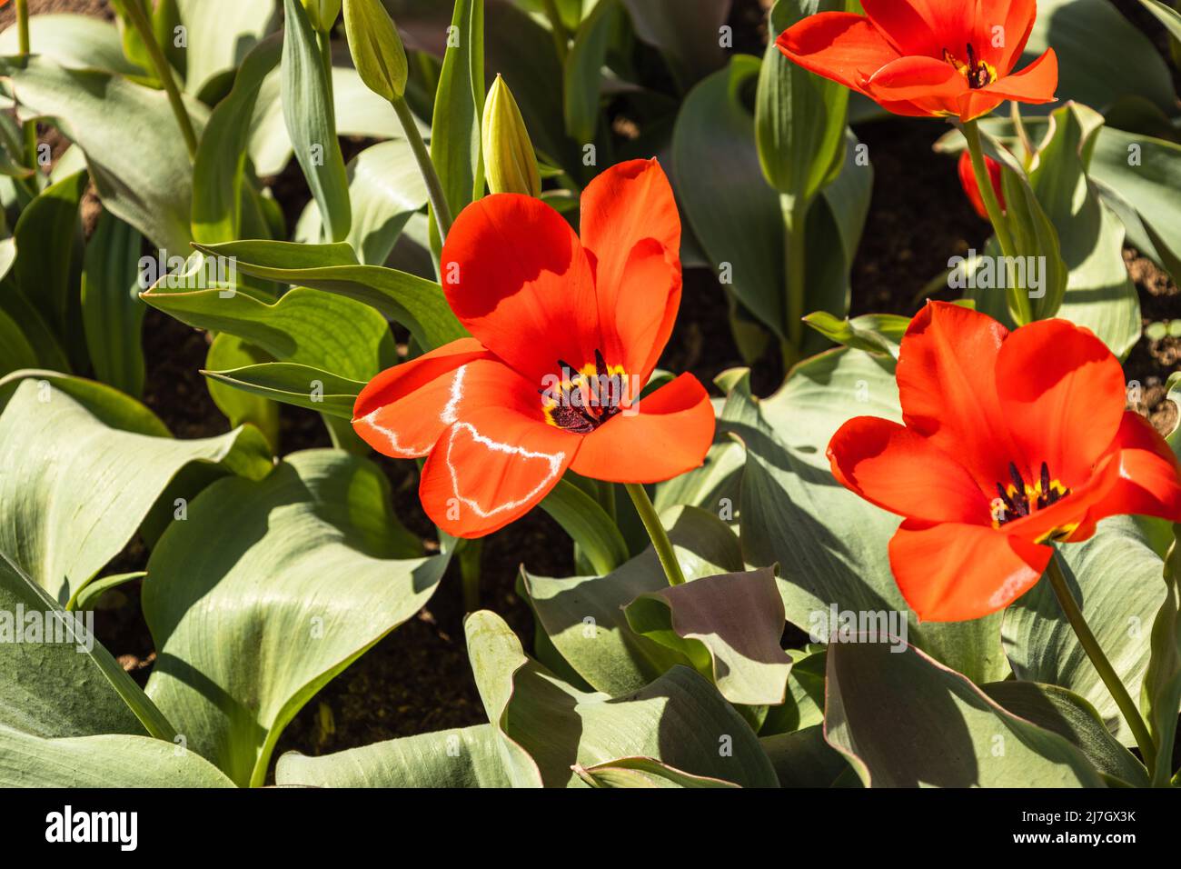 Tulipa - Madame Lefeber Blumen wachsen und blühen im botanischen Garten Stockfoto