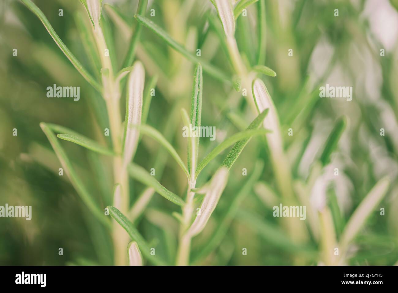 Verschwommener grüner Pflanzenhintergrund, Nahaufnahme der Rosmarin-Pflanze Stockfoto