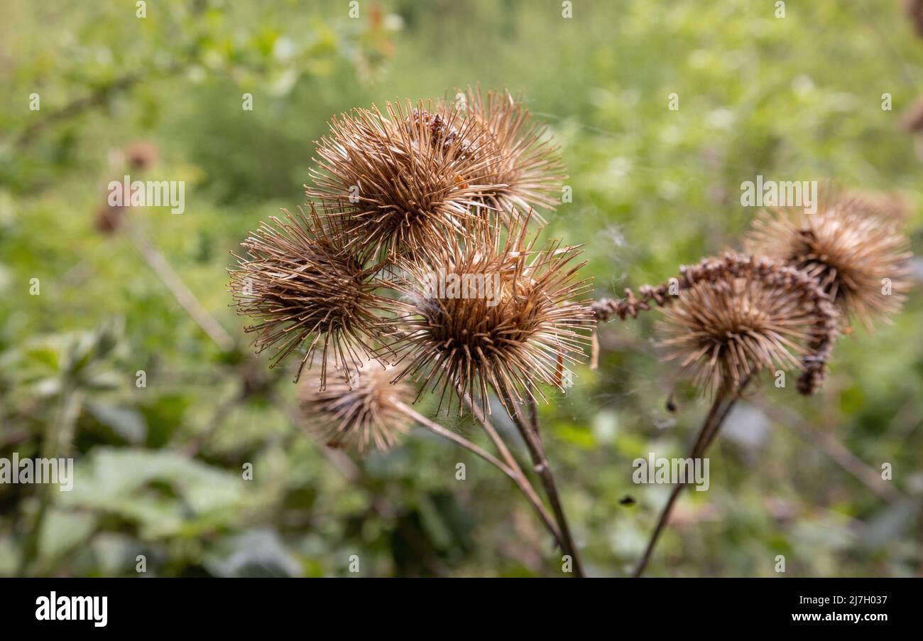 Greater Burdock (Arctium lappa) Grate Stockfoto