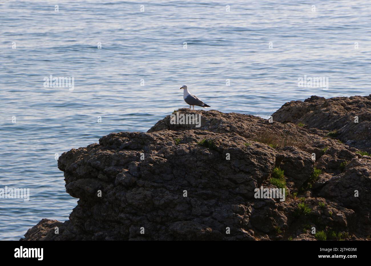 Eine gemeine Möwe Larus canus steht auf Felsen Magdalena Halbinsel Santander Cantabria Spanien Stockfoto