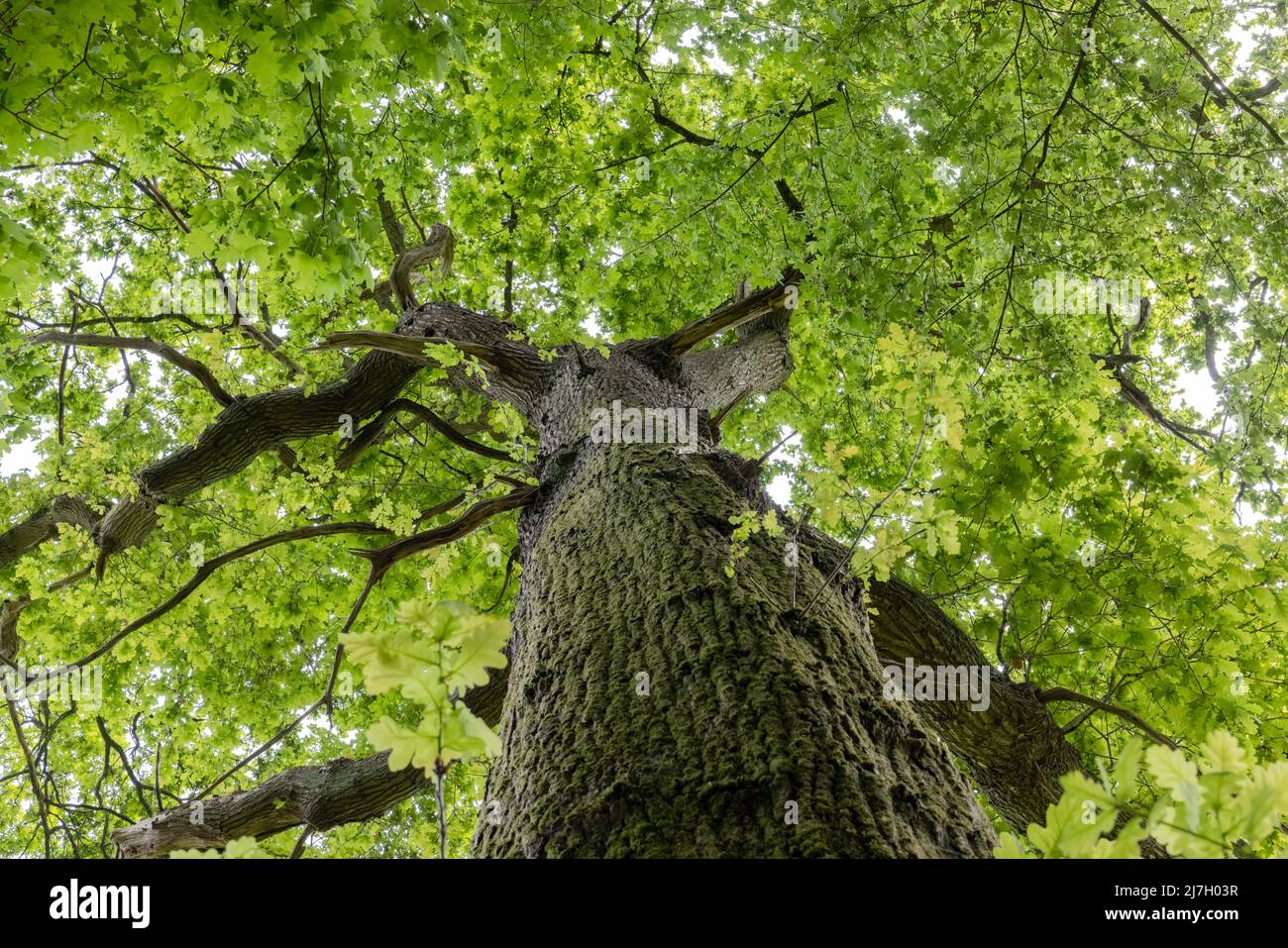Blick auf ein Vordach aus englischer Eiche (Quercus robur) im Frühling Stockfoto