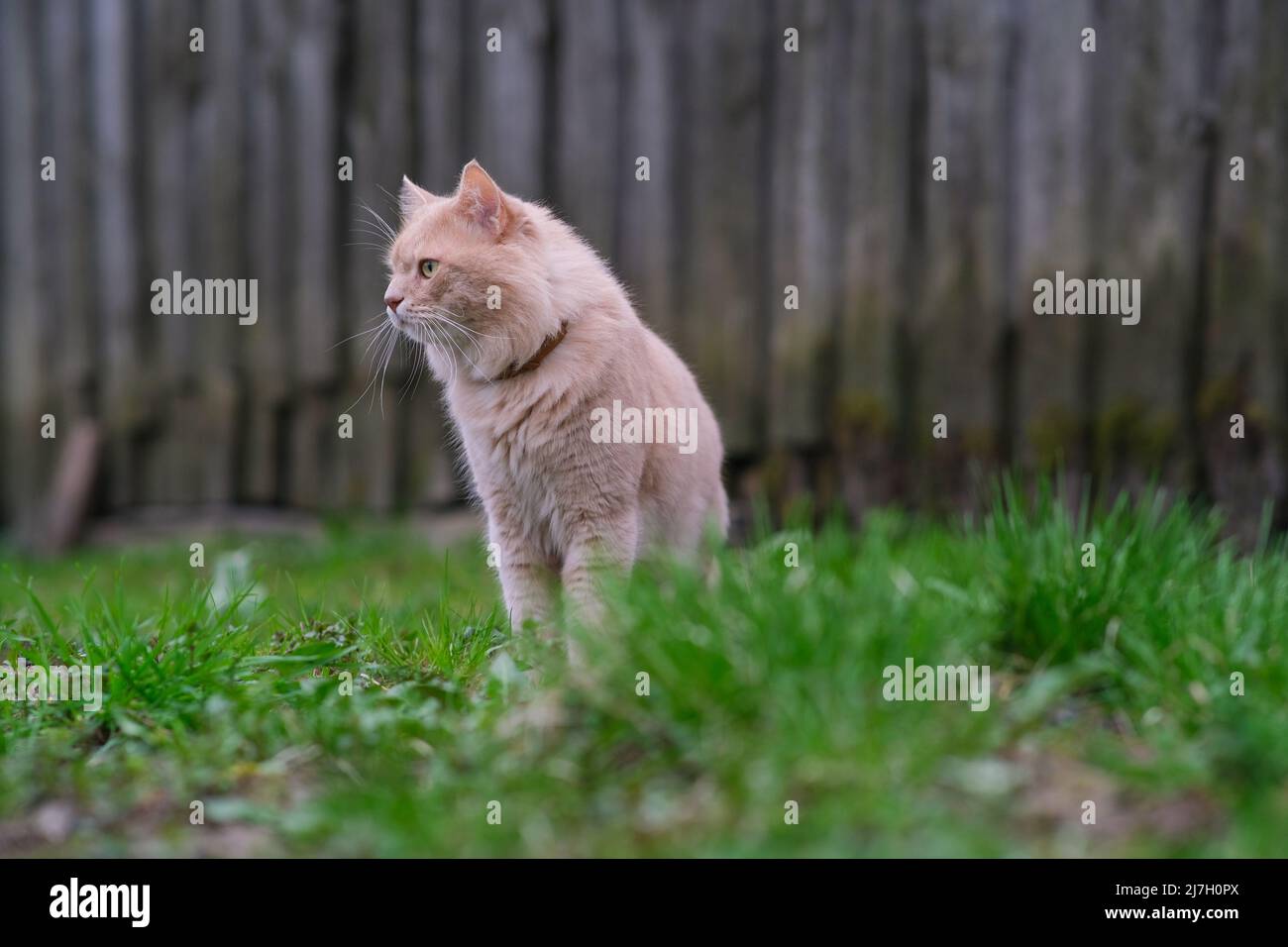 Eine rote Katze wandert im Hof. Stockfoto