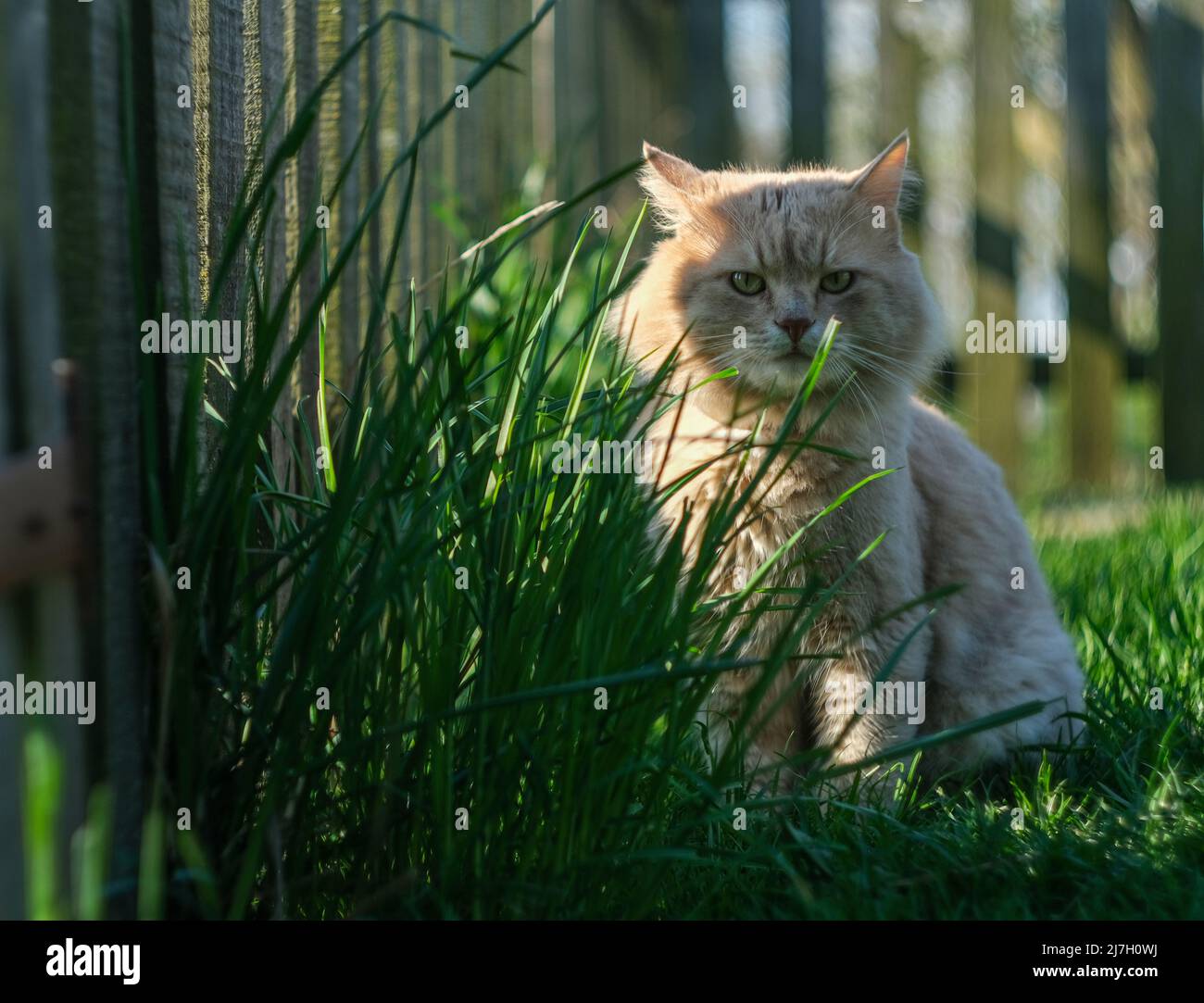 Eine blonde Katze sitzt im Gras vor dem Hintergrund eines Holzzauns. Stockfoto