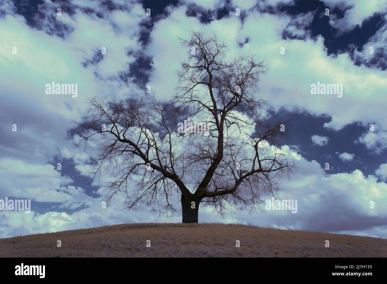 Infrarotlandschaft mit leuchtend weißer Vegetation mit 720-nm-Filter, surreale Naturszene mit Bäumen und Hügeln in Falschfarben-Fotografie Stockfoto