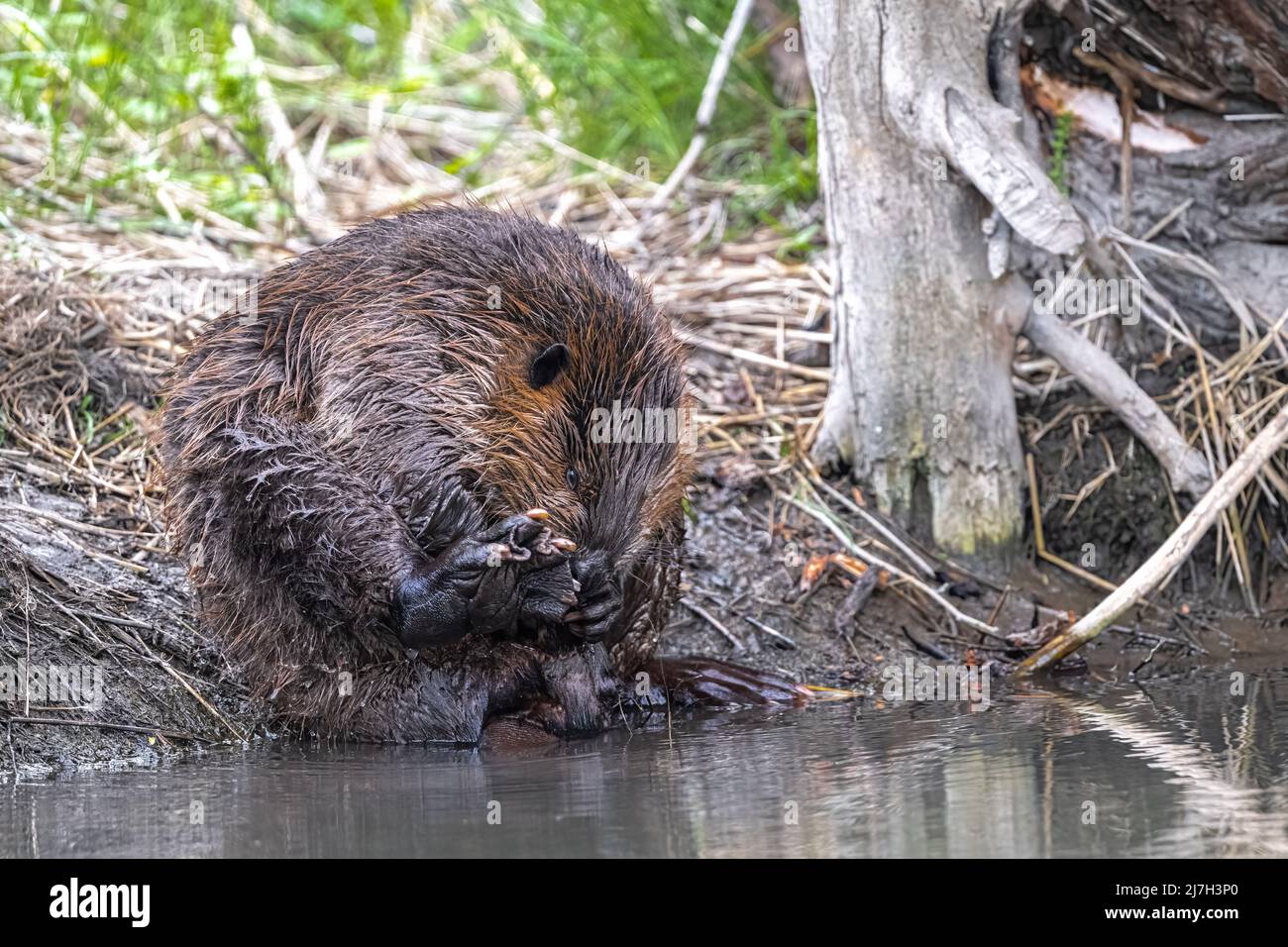 Nordamerikanischer Biber (Castor canadensis), der sich selbst putzt Stockfoto