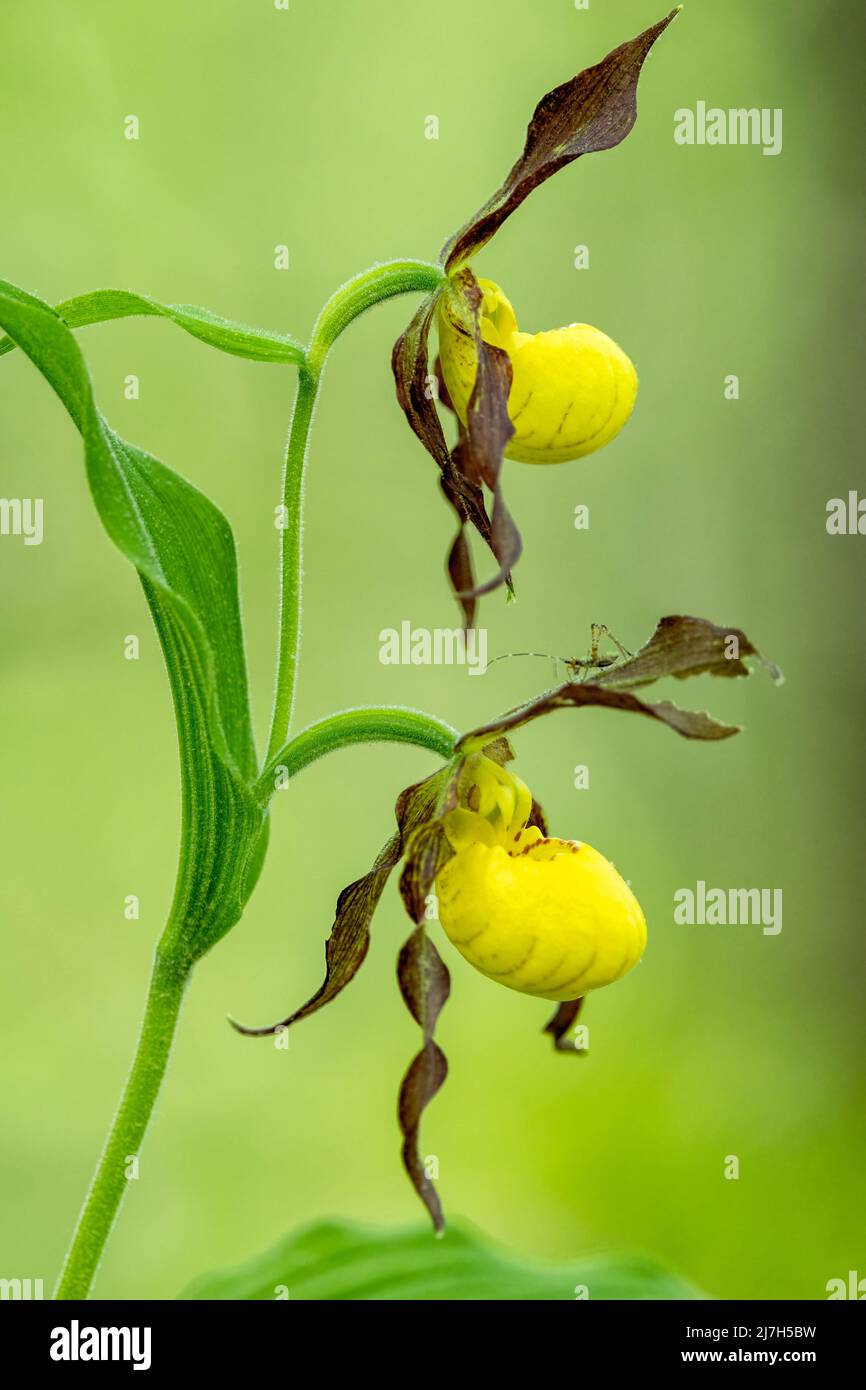 Small Yellow Lady's Slipper Orchid (Cypripedium parviflorum) - DuPont State Recreational Forest, Cedar Mountain, in der Nähe von Brevard, North Carolina, USA Stockfoto