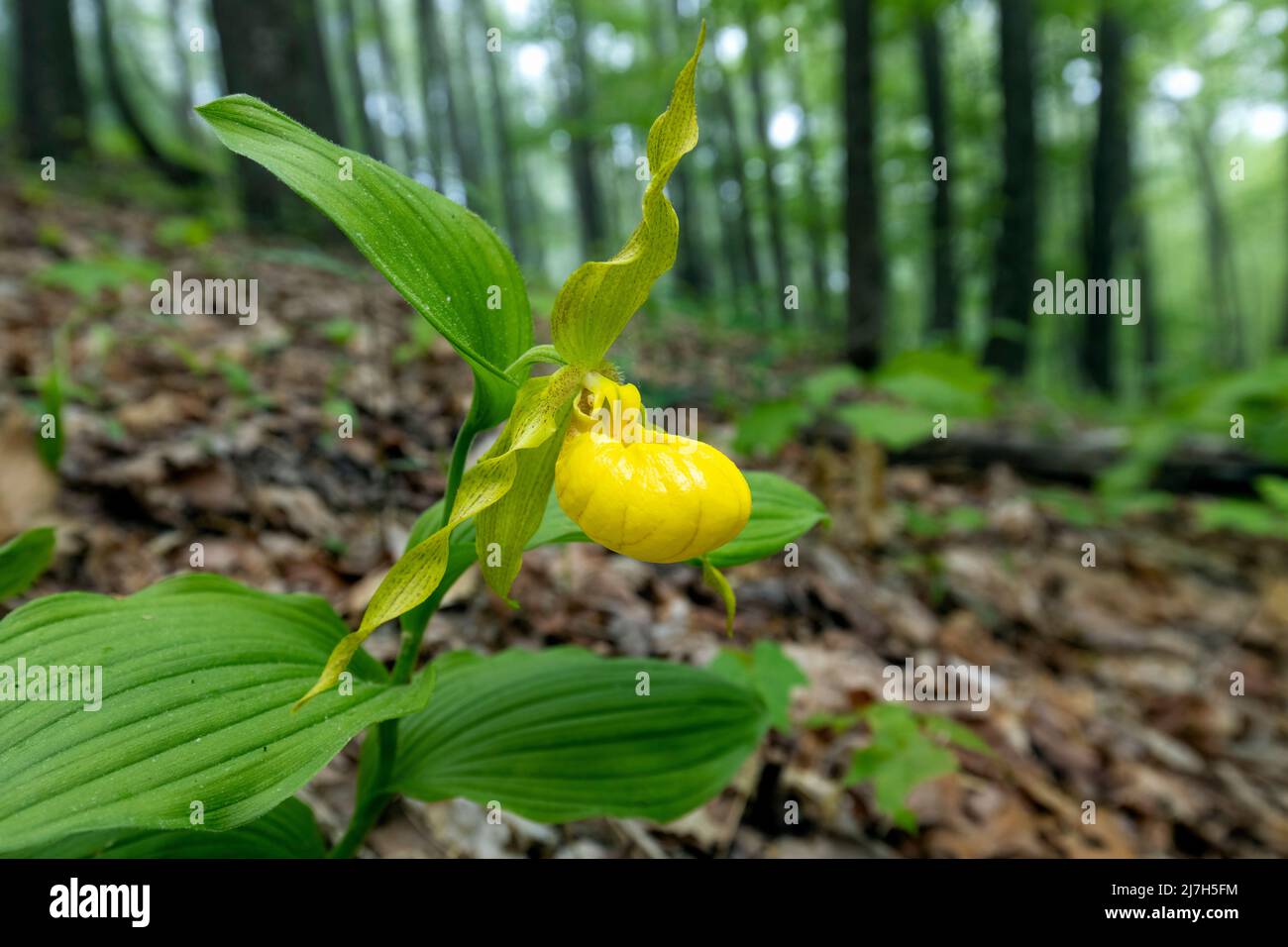 Große gelbe Lady's Slipper Orchid (Cypripedium parviflorum var. pubescens) - DuPont State Recreational Forest, Cedar Mountain, in der Nähe von Brevard, North Ca Stockfoto