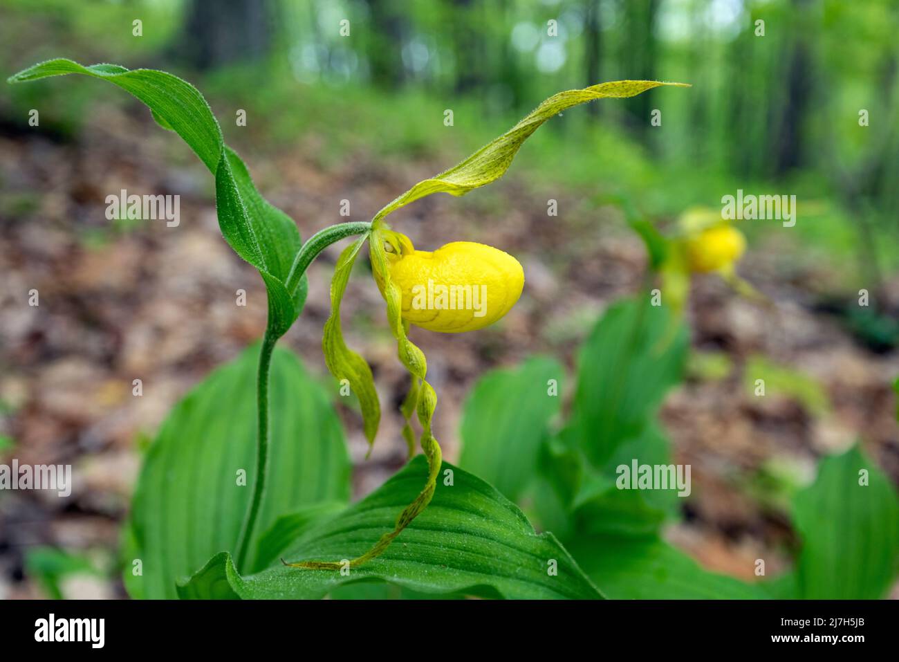 Große gelbe Lady's Slipper Orchid (Cypripedium parviflorum var. pubescens) - DuPont State Recreational Forest, Cedar Mountain, in der Nähe von Brevard, North Ca Stockfoto