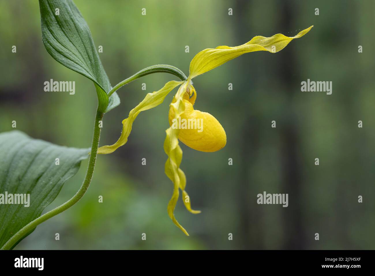 Große gelbe Lady's Slipper Orchid (Cypripedium parviflorum var. pubescens) - DuPont State Recreational Forest, Cedar Mountain, in der Nähe von Brevard, North Ca Stockfoto