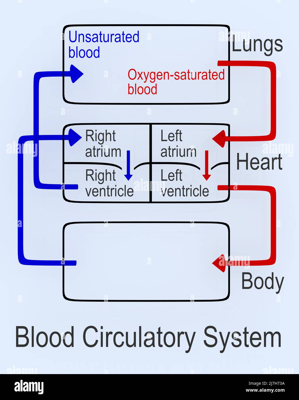 3D Darstellung des Blutkreislaufs unter einem Flussdiagramm, das das Blutkreislauf im menschlichen Körper beschreibt, isoliert auf hellblau. Stockfoto