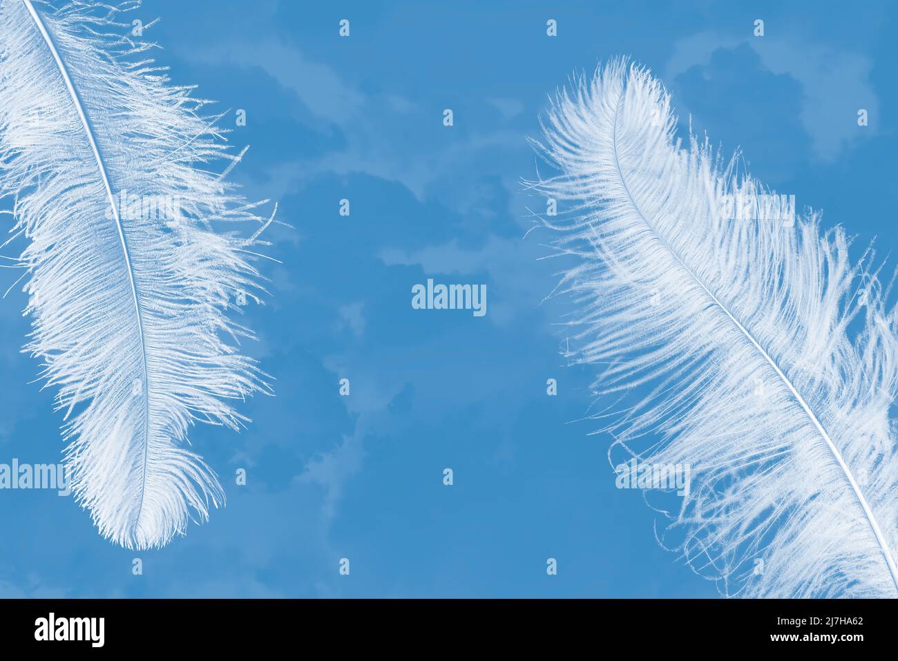 Zwei weiße Straußenfedern auf einem blauen Chiffon-Strukturhintergrund Stockfoto