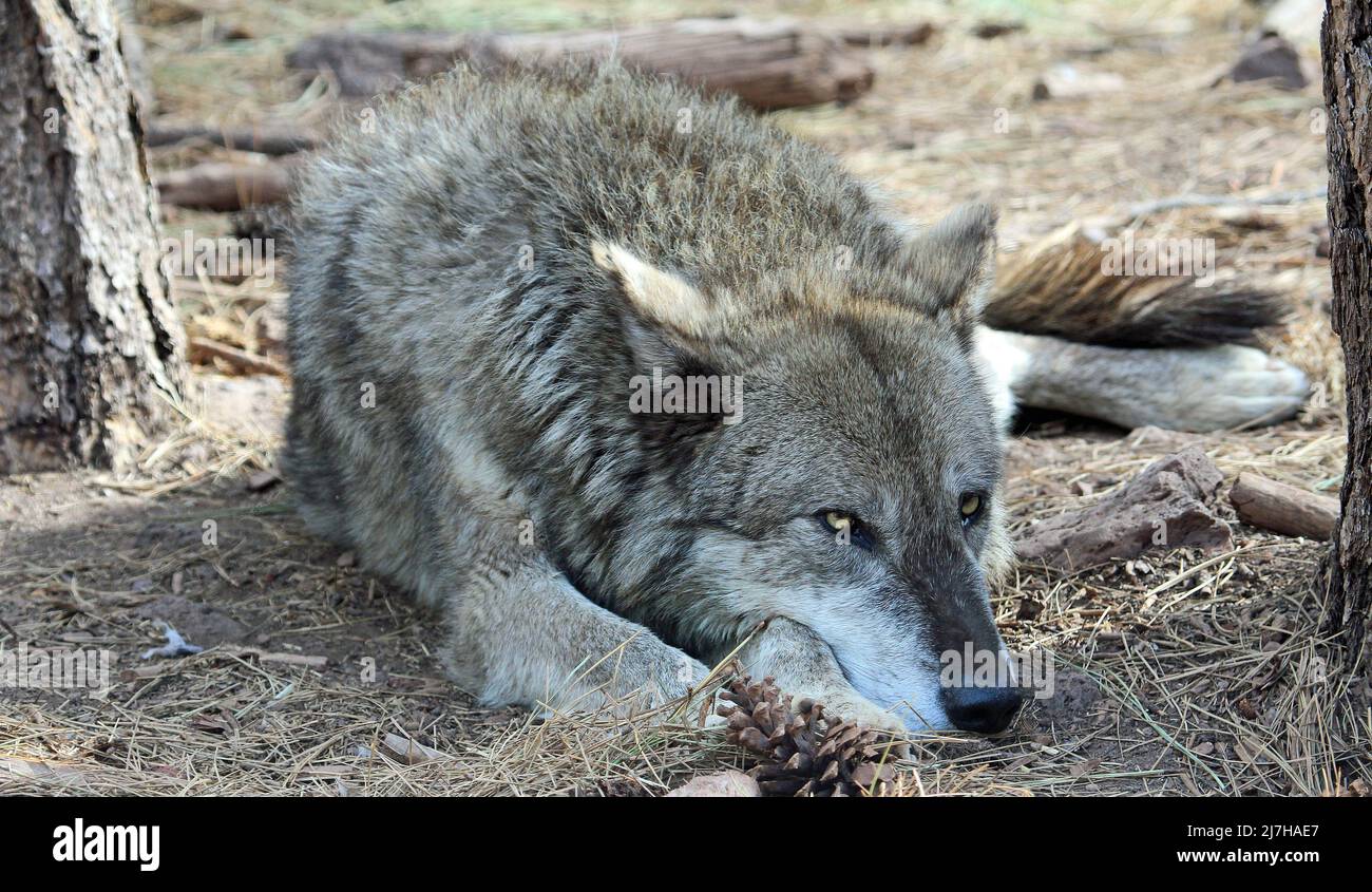 Alaskan Tundra Wolf Stockfoto