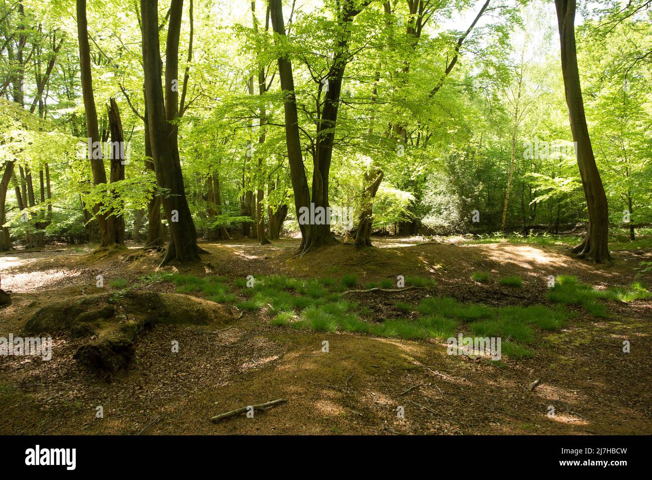Ambreside Banks Epping Forest Essex England Großbritannien Stockfoto