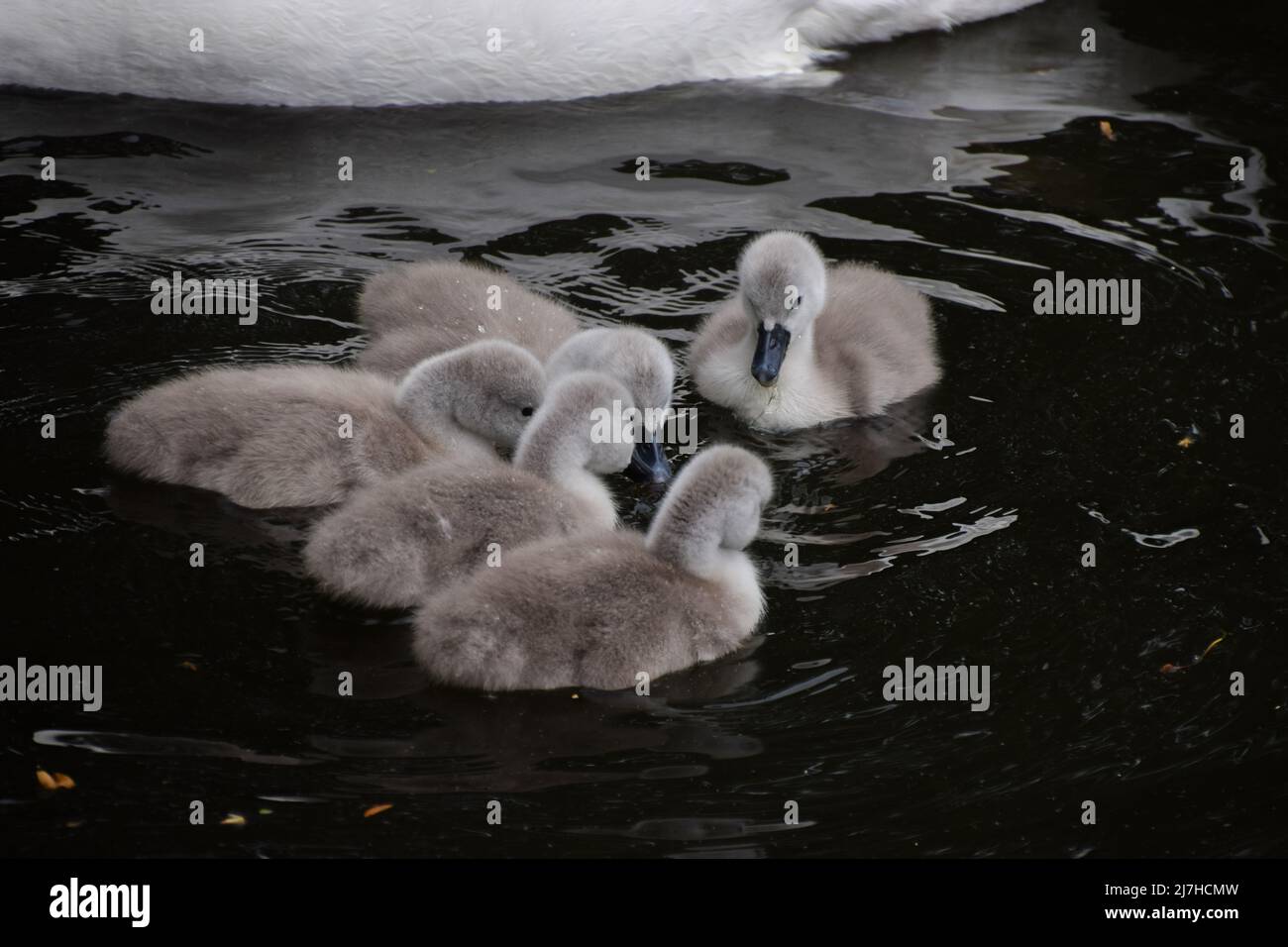 London, Großbritannien. Mai 2022. Neugeborene Cygnets schwimmen mit ihren Eltern in einem Parksee. Quelle: Vuk Valcic/Alamy Live News Stockfoto