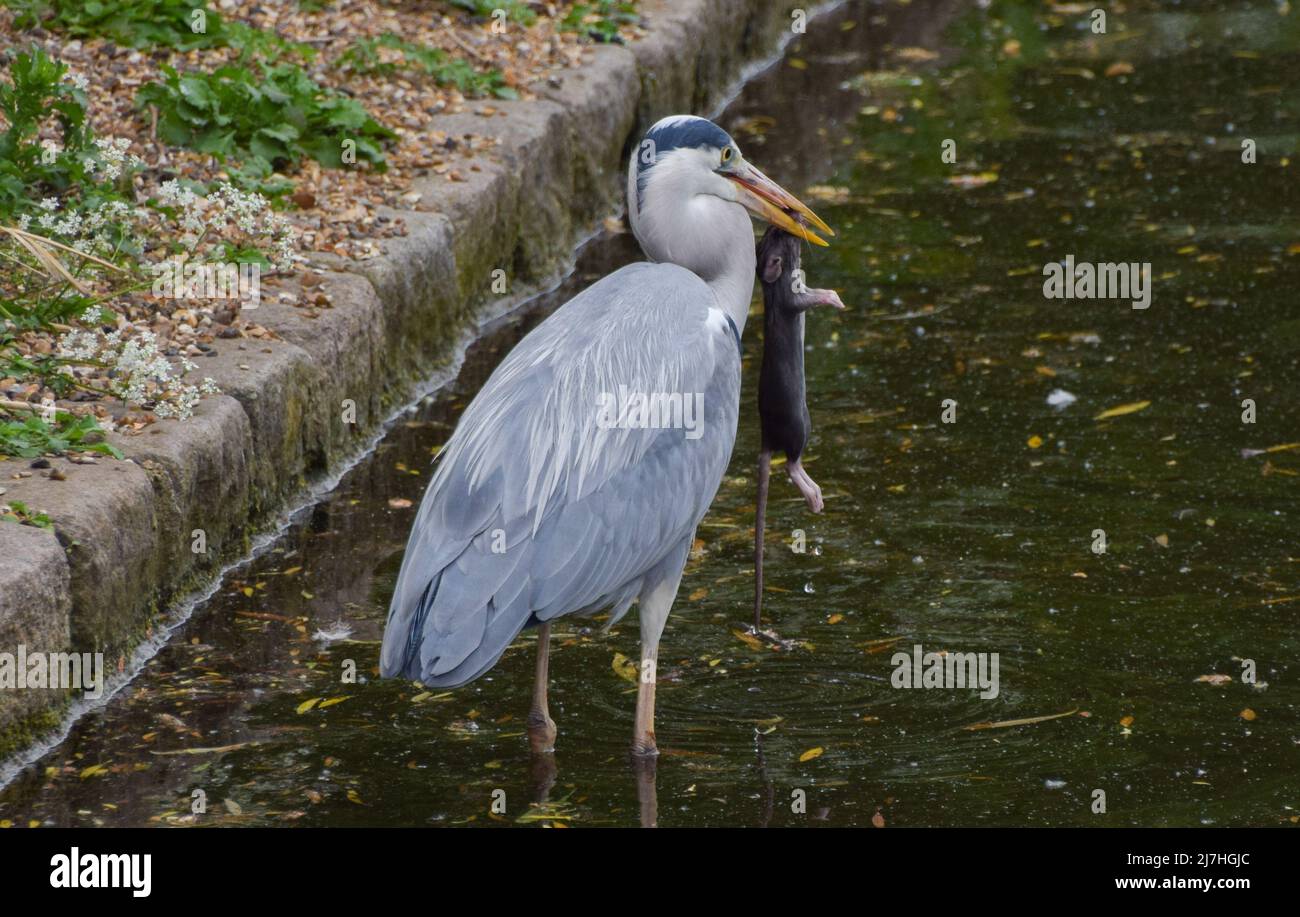 London, Großbritannien. 9. Mai 2022. Ein Graureiher fängt und frisst eine unglückliche braune Ratte im St James's Park. Kredit: Vuk Valcic/Alamy Live Nachrichten Stockfoto