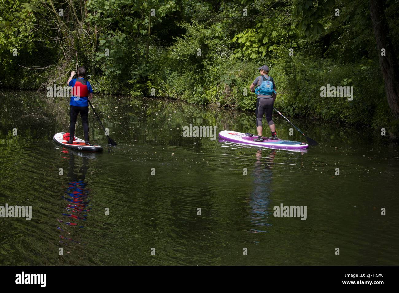 Paddelboarder River Stort Harlow Essex Stockfoto