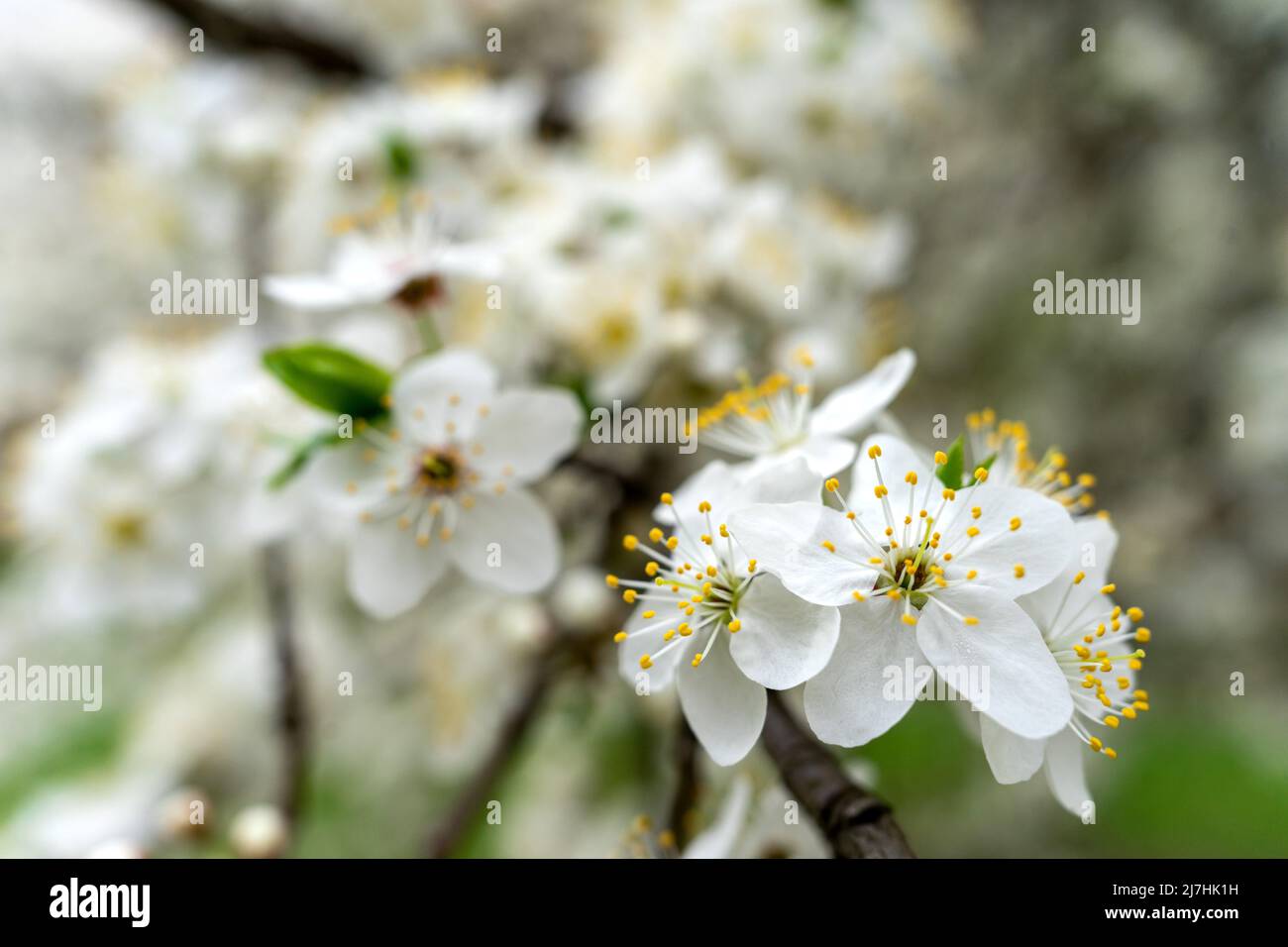 Üppige weiße Blüten auf einer Fruchtbaumbirne. Stockfoto