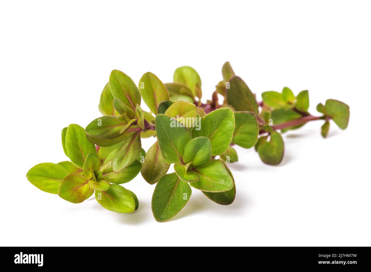 Frischer wilder Thymian isoliert auf weißem Hintergrund Stockfoto